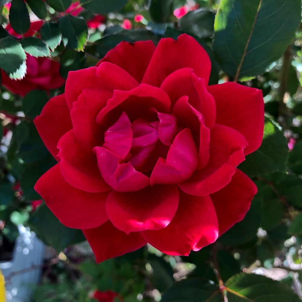 Meet your Posher, Vanessa